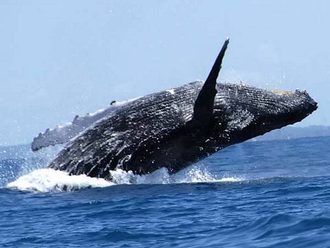 Photo 1 of Whale watching in Punta Sal 